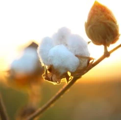 Air Wick Freshmatic Automatische Spray Luchtverfrisser - Pure Zachtheid Van Katoen Navulling - 3 Stuks - Voordeelverpakking -Huishoudelijke Schoonmaak 1200x1183 4