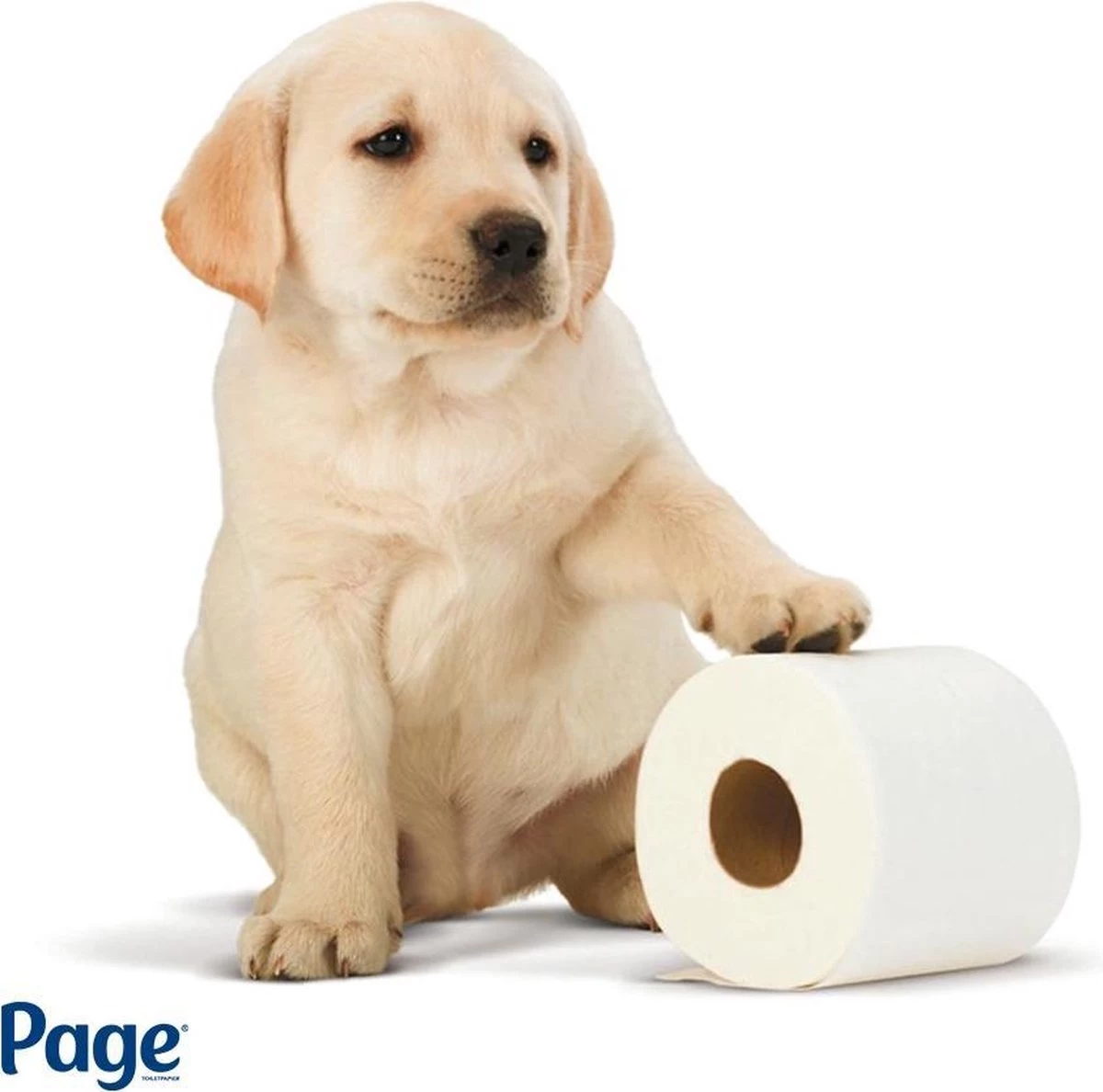 Page Toiletpapier - 96 Rollen - Compleet Schoon Wc Papier - Met Een Vleugje Katoen 2 Page Toiletpapier - 96 Rollen - Compleet Schoon Wc Papier - Met Een Vleugje Katoen - Afbeelding 2