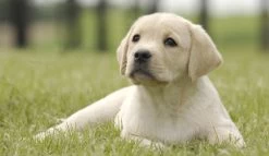 Page Toiletpapier - Eco - Duurzaam - 24 Rollen - Voordeelverpakking -Huishoudelijke Schoonmaak 1200x697