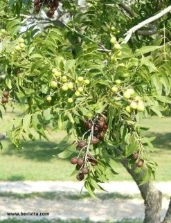 Wasnoten Start 150gr Met Waszakje - Zeepnoten - Natuurlijk Wassen -Huishoudelijke Schoonmaak 920x1200